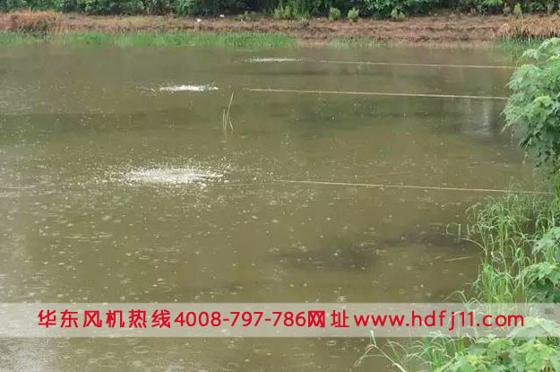 鱖魚養殖微孔曝氣增氧.jpg 鱖魚養殖微孔曝氣增氧.jpg